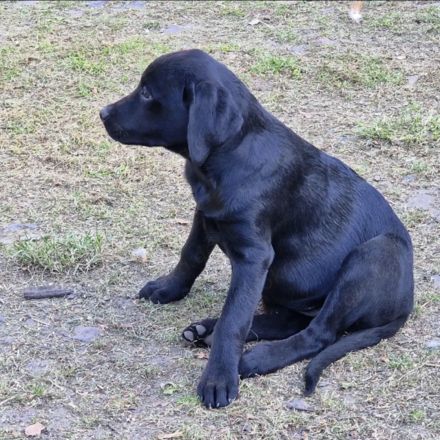 Labradorwelpen zu verkaufen