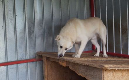 Wer schenkt Leroy einen Neuanfang?