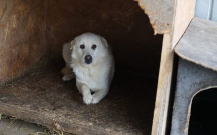 Wer schenkt Leroy einen Neuanfang?
