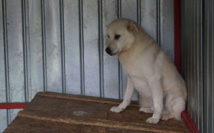 Wer schenkt Leroy einen Neuanfang?