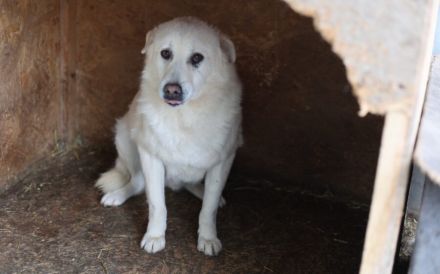 Wer schenkt Leroy einen Neuanfang?