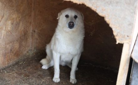 Wer schenkt Leroy einen Neuanfang?
