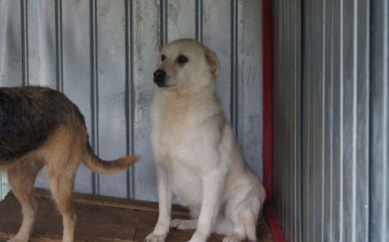 Wer schenkt Leroy einen Neuanfang?