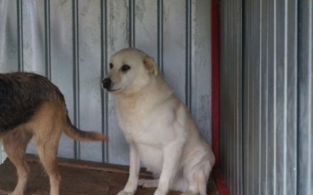 Wer schenkt Leroy einen Neuanfang?