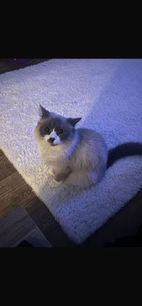 Ragdoll Katze