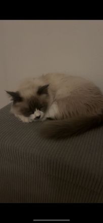 Ragdoll Katze
