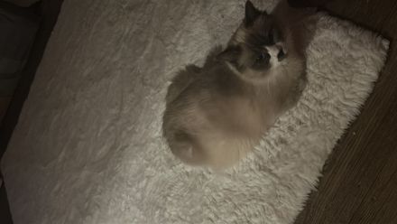 Ragdoll Katze