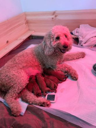 Mini Goldendoodle f1bb apricot/apricot red