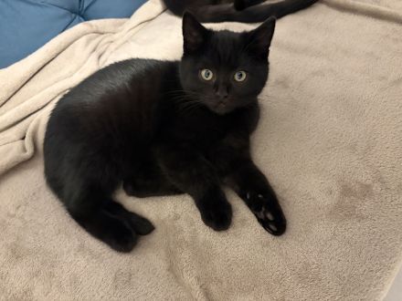 🐾 Wunderschöne BKH-Kitten abzugeben