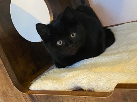 🐾 Wunderschöne BKH-Kitten abzugeben