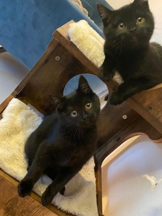 🐾 Wunderschöne BKH-Kitten abzugeben