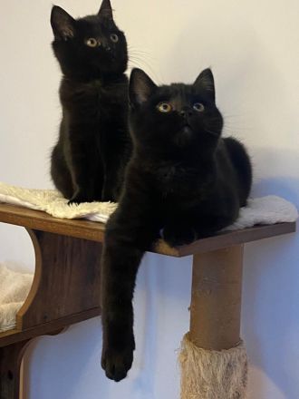 🐾 Wunderschöne BKH-Kitten abzugeben