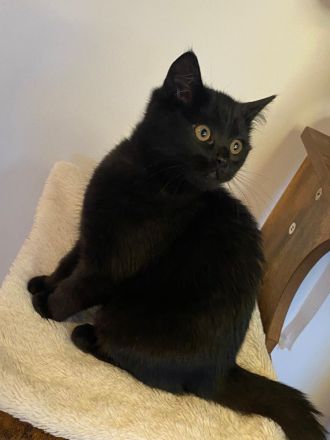 🐾 Wunderschöne BKH-Kitten abzugeben