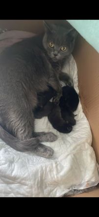 🐾 Wunderschöne BKH-Kitten abzugeben