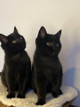 🐾 Wunderschöne BKH-Kitten abzugeben