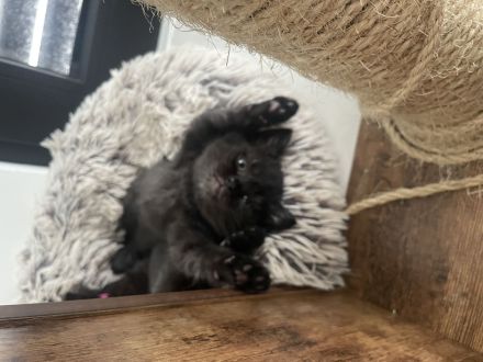 🐾 Wunderschöne BKH-Kitten abzugeben