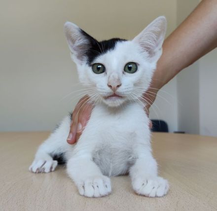 Abelino sucht ein liebevolles Zuhause mit Katzenkumpels