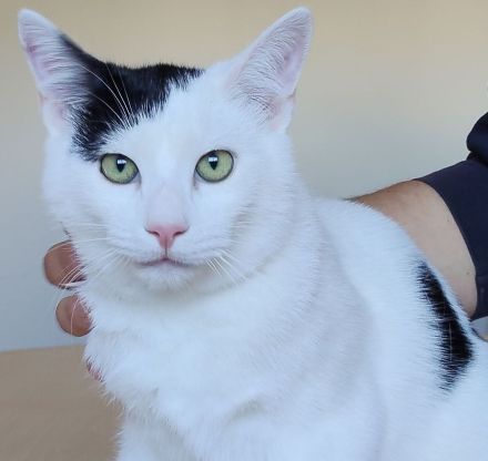 Abelino sucht ein liebevolles Zuhause mit Katzenkumpels