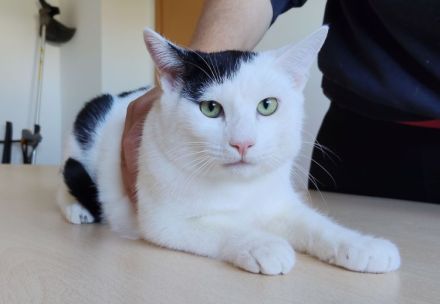 Abelino sucht ein liebevolles Zuhause mit Katzenkumpels