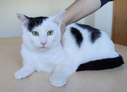 Abelino sucht ein liebevolles Zuhause mit Katzenkumpels