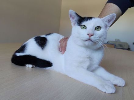 Abelino sucht ein liebevolles Zuhause mit Katzenkumpels