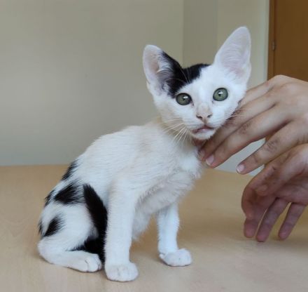 Abelino sucht ein liebevolles Zuhause mit Katzenkumpels