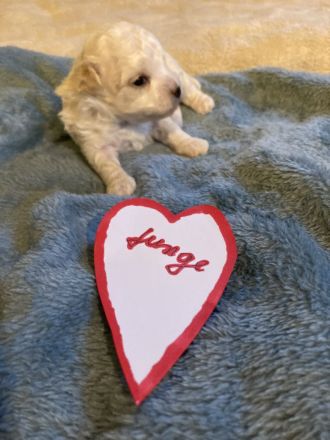 Hallo unsere Malteser Korea Linie extra klein Dame Maja ist am 4.11.25 Mutter geworden