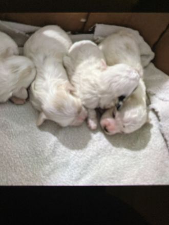 Hallo unsere Malteser Korea Linie extra klein Dame Maja ist am 4.11.25 Mutter geworden