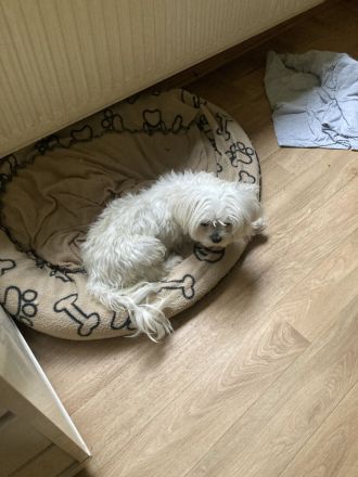 Hallo unsere Malteser Korea Linie extra klein Dame Maja ist am 4.11.25 Mutter geworden