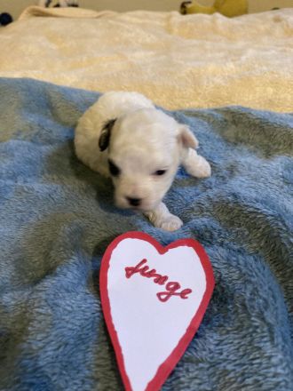 Hallo unsere Malteser Korea Linie extra klein Dame Maja ist am 4.11.25 Mutter geworden