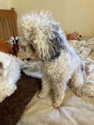 Hallo unsere Malteser Korea Linie extra klein Dame Maja ist am 4.11.25 Mutter geworden