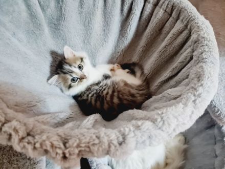 Süße Waldkatzen Mix Kitten