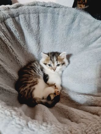 Süße Waldkatzen Mix Kitten