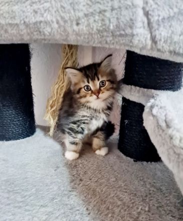 Süße Waldkatzen Mix Kitten