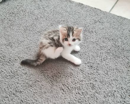 Süße Waldkatzen Mix Kitten