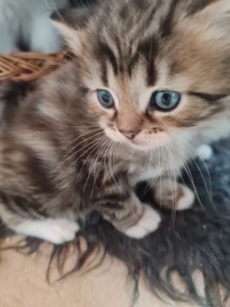 Süße Waldkatzen Mix Kitten