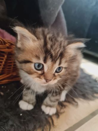 Süße Waldkatzen Mix Kitten