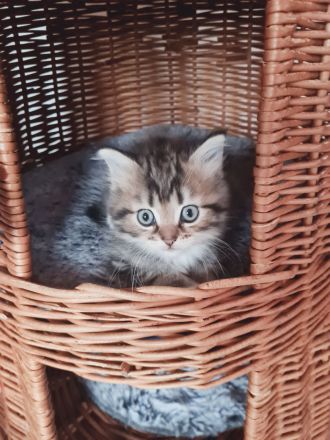 Süße Waldkatzen Mix Kitten