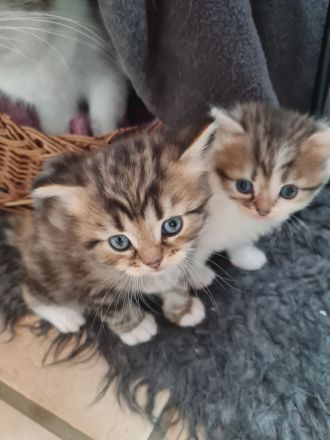 Süße Waldkatzen Mix Kitten