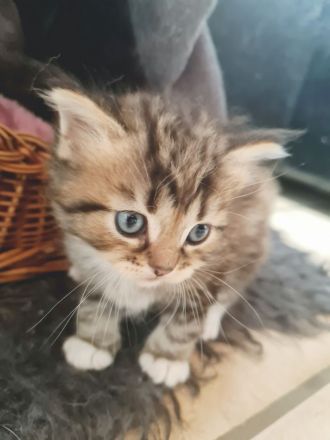 Süße Waldkatzen Mix Kitten