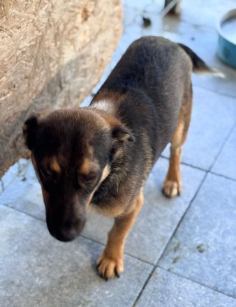 LOKI - kleiner Powerboy sucht Familie