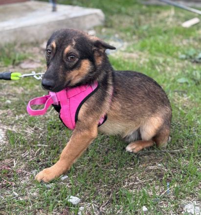 LOKI - kleiner Powerboy sucht Familie