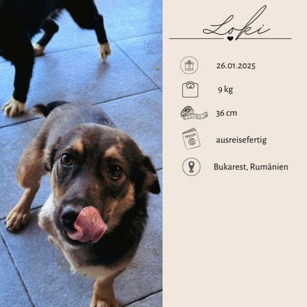 LOKI - kleiner Powerboy sucht Familie