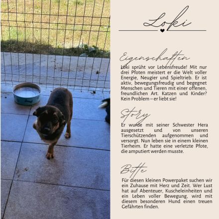 LOKI - kleiner Powerboy sucht Familie