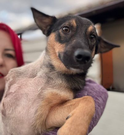 LOKI - kleiner Powerboy sucht Familie