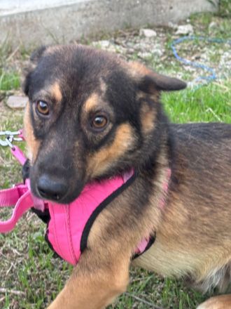 LOKI - kleiner Powerboy sucht Familie