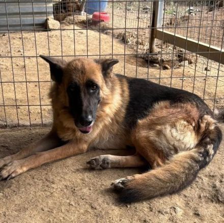 Rexy – eine treue Schäferhündin