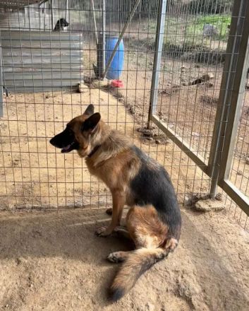 Rexy – eine treue Schäferhündin