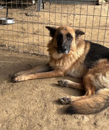 Rexy – eine treue Schäferhündin