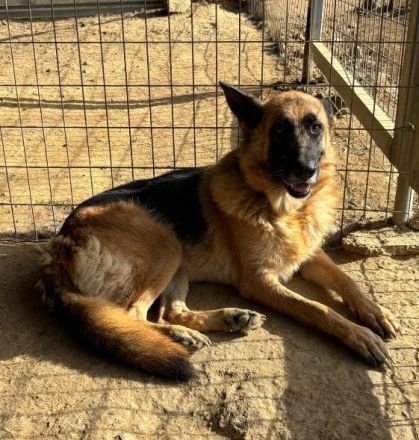 Rexy – eine treue Schäferhündin